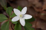 Wood anemone